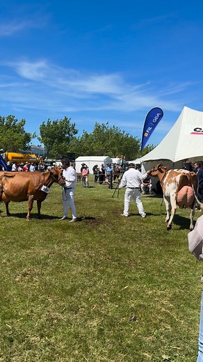 Canterbury Royal A & P Show All Breeds Senior Champion Cow Champion - Belbrook Stoplight Esther-Red - Belbrook Holsteins Reserve - Pukekaraka Elle Delila - Gilbert Family Honourable Mention - Allandale Tbone Brielle - Tahora Farms 🎉🎉 Supreme All Breeds Champion Cow - Belbrook Spotlight Ester - Belbrook Holsteins 🐄🐄 Great show thank to you the judges, officials, all exhibitors and helpers 💚💜💚💜 | Holstein Friesian New Zealand