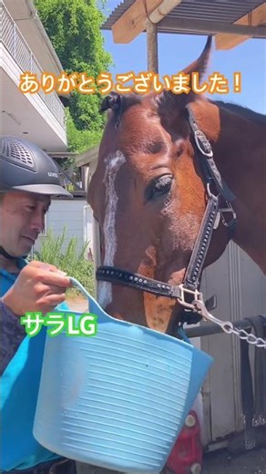 そふと皐月賞で当てた「サラLG」をふすま汁に入れたら馬大喜び！Happy horse! 🐎｜ナンカンさんの馬小屋 #horse #馬