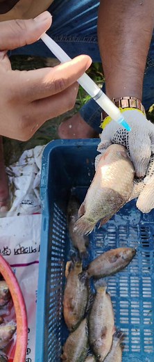 "Unbelievable Fish Injection Process 🐟🔥 | Secret of Millions of Eggs...