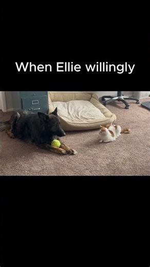 Ellie Scares Trapper