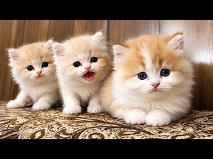 Can't Stop! 🥺 Tiny Newborn Baby Kittens Non-Stop Meowing So Loudly