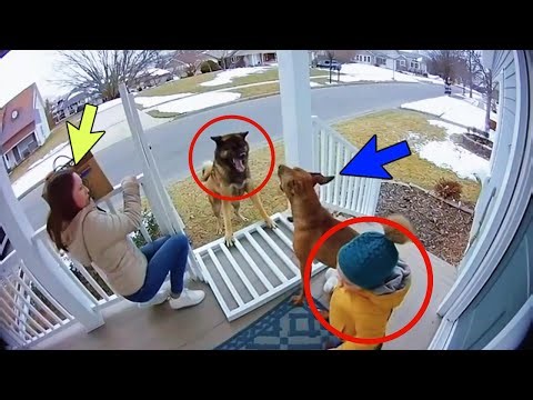 Dogs Protect Babies — Heartwarming Moments — More Than a Pet, He’s a Guardian Angel 🐕❤️