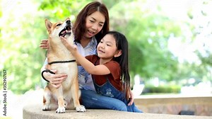 Families with mothers and daughters hugging Shiba Inu dogs and looking at the mouth and teeth for dogs.