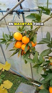 🚨 Como plantar un NARANJO en MACETA 🪴🍊 ✅ Si quieres aprender a cultivar Árboles frutales en macetas, toca el enlace de mi perfil 🔗 #jardineria #arbolesfrutalesenmaceta #arbolesfrutales #bonsai #jardin #patio #huerto #huertourbano #hidroponia #jardineriaurbana | Arboles Frutales en Macetas