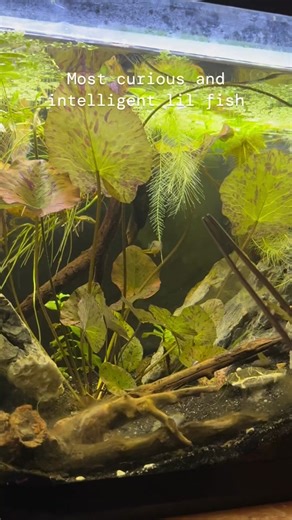 Dwarf pea puffers, or Carinotetraodon travancoricus, are known for their engaging interactions with their owners. Over time, they can recognize human faces, often swimming to the front of the tank in anticipation of food when their owner approaches. They also become familiar with feeding utensils, associating them with mealtime. Pea puffers can also change their color depending on mood, health, and their surroundings. #peapuffer #aquaticlife #aquarium #fishtank #aquaticplants #lil #fish #fypage