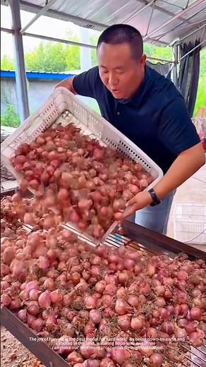 Harvesting process of shallots