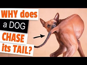 🐕WHY does a DOG CHASE its TAIL?