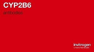Anti-CYP2B6 Antibodies | Invitrogen
