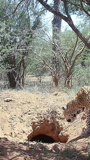 2.5M views · 34K reactions | Meet Kulua, and old one-eyed leopard female that call The Hoedspruit Wildlife Estate home. You can watch more amazing clips of her, and all the other animals that live here, on The Wildlife Estate Diaries - a series I post on The Safari Expert YouTube Channel. | The Safari Expert | Facebook