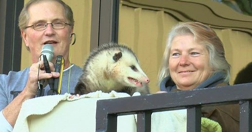 Alabama Possum Beats Groundhog to Weather Prediction