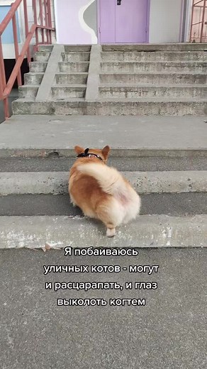 Corgi Dog Climbing and Descending Outdoor Stairs