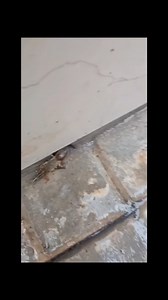 Extraterrestrial Alien Bug | Joegillespiethegreat