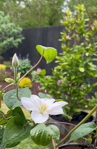 Into every garden, a little rain must fall. | Eddie & Eva