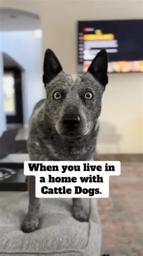 And do we listen? Yes we do! 🫡 Follow us for more tips 😜 #blueheeler #redheeler #heelermoment #acd eatureeveryday #blueheeler