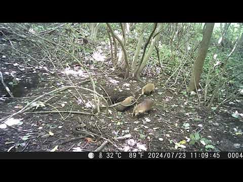 Daily Life of Sow & Three Cubs from Late-July to Early-August | Japanese Badger Sett Diary #211