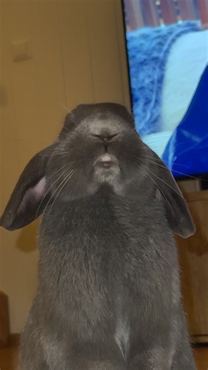 Adorable Bunny Behavior: Ivy's Quirky Antics