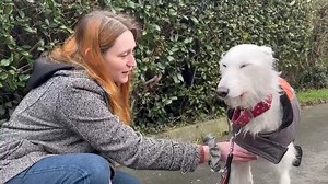 🐽 Scent training could make pet dogs better behaved, a new study suggests 🐕 🖱️ https://bit.ly/4b93eKt The project is part of our Animal Science Master by Research programme: https://courses.aber.ac.uk/postgraduate/animal-science/ | Aberystwyth University