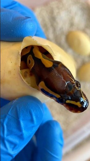 Have you ever seen one? 🐍 - Royal Python eggs #shorts