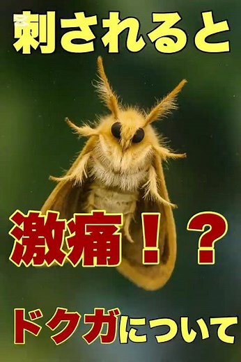 刺されると危険！？チャドクガの正体