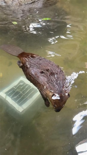 プカー🦫 #ビバ活 #americanbeaver #zoo #beaver #cute #アメリカビーバー #animals #ビーバー #cuteanimals