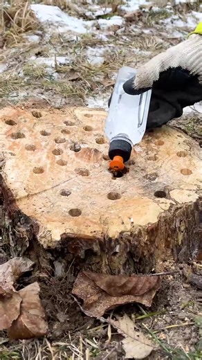 73K views · 44 reactions | How To Remove A Stump | Science, Tech and Universe | Facebook