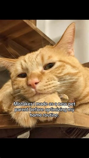 Fixing my biggest first-time cat owner mistakes 🐈