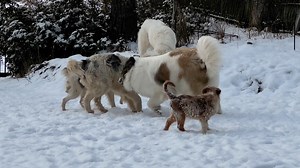 Double J Dog Ranch on Reels