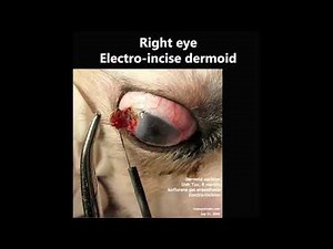 A Shih Tzu puppy has a sticky eye mass. What to do? Ocular dermoid electro-excision.