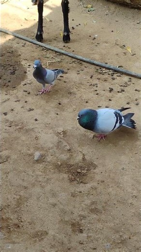 MALE VOICE 🌹🌹❤️❤️#pigeon #pigeonsale #bird #kabootar #birdspecies