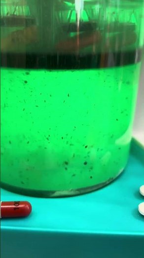 How capsules disintegrate in your stomach #capsules #formulation #disintegration #oraldosage