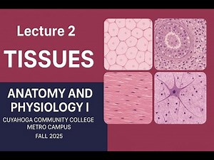 Lecture 2: Tissues | BIO 2331 Anatomy and Physiology I | Tri-C