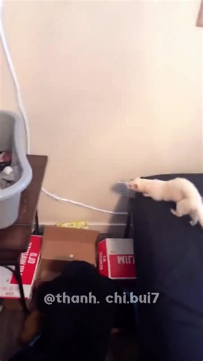 Discover Fascinating Ferrets: Adorable Pet Moments