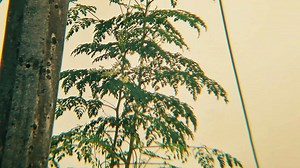 4.3K views · 336 reactions | Group 6 TITLE : Promises of Trees ...