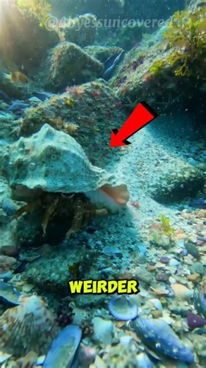 This "Empty" Shell Was ALIVE… Giant Hermit Crab Caught on Camera 😱