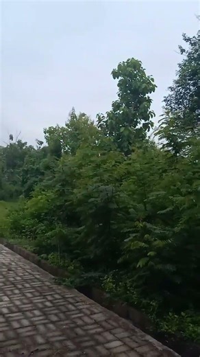 tanah kapling nongkodono info 08133038728/081263967907