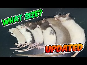 What Size Food To Feed Your Ball Python (UPDATED)