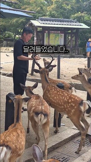Expectations of romance at Nara Park: deer spotting in Japan #OsakaTrip #NaraPark #JapanTrip #Japan