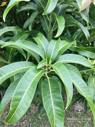 Fresh Mango Leaves: 25/35/55/65 Count, Florida Grown, No Chemicals, Herbal Tea, Mango Tree, Free Shipping - Etsy