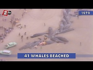 41 Whales Beached in Oregon - 1979 | KATU In The Archives