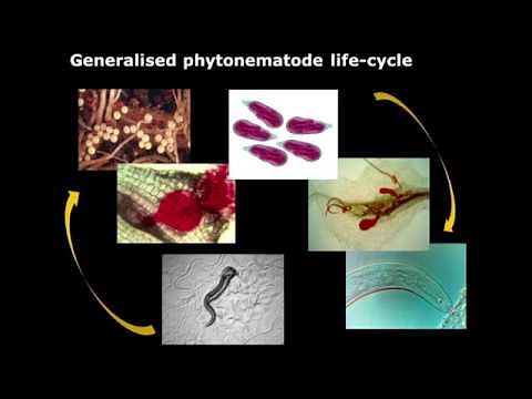 Biological control of nematodes