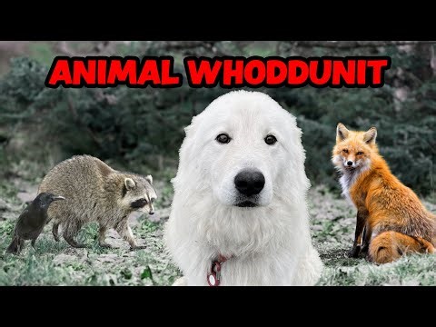 The Animals Stealing My Duck Eggs