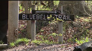 Poland's famous Bluebell flowers nearly in full bloom