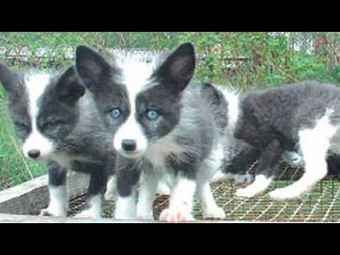 Neoteny and Human Evolution