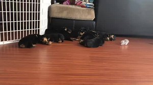 351K views · 10K reactions | The Most Adorable Rottweiler Puppies video On The Internet  Youtube:https://bit.ly/2WDINjn Instagram:https://bit.ly/2TX6QJr Credits to @elite_rottweilers | Rottweiler Life | Facebook