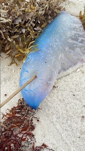 Don’t get stung by a Portuguese man o’ war jellyfish! #jellyfish #jellyfishsting #manowar #florida