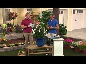 Cottage Farms Patio Perfect Buttons Gardenia with Rick Domeier