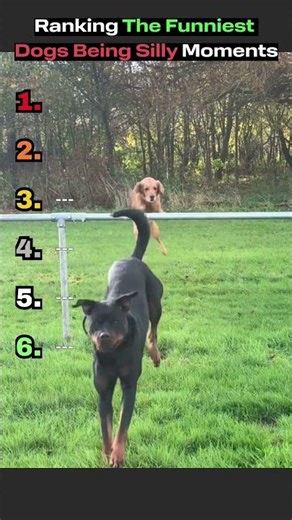 Ranking The Funniest Dogs 🎥🔥 #funnyanimals #laughchallenge #funnyvideos