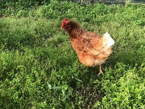 日本では珍しい、放し飼いで育てた鶏のたまごです。（Free Range Egg／フリーレンジエッグ） – 自然放牧場お多福たまご