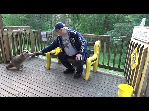 Jim feeding the raccoons