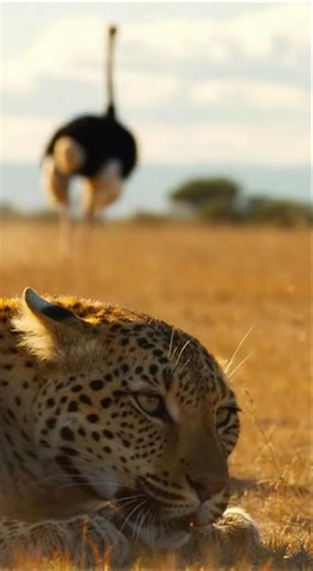 Ostrich vs Leopard: The Kick That Stops the Attack